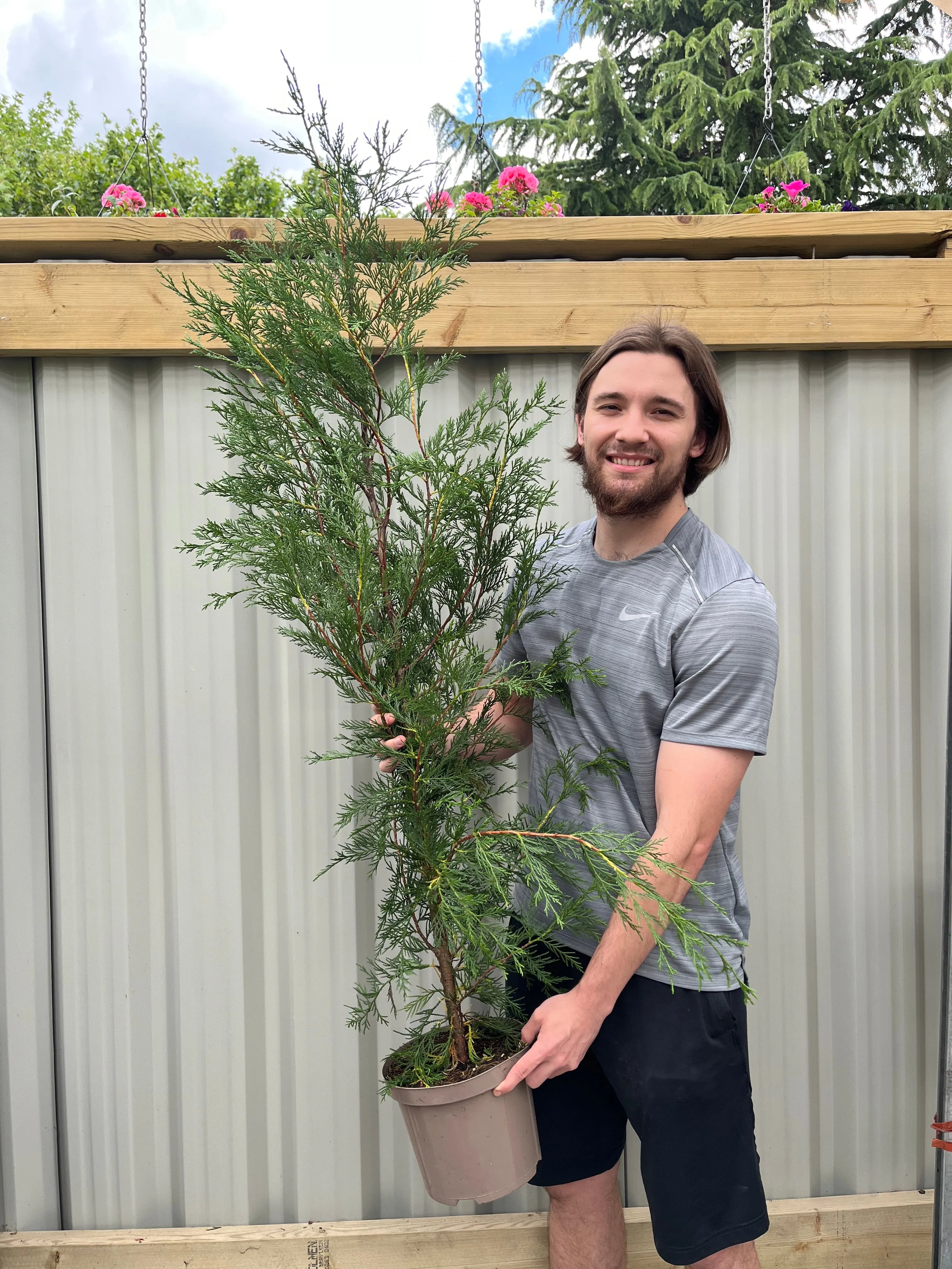 Potted Green Leylandii Hedging Conifers (Multi-buy Offers Available)