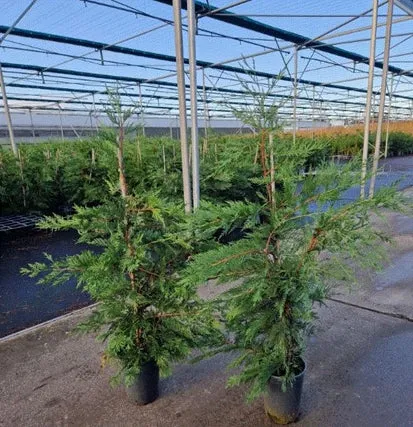 Potted Green Leylandii Hedging Conifers (Multi-buy Offers Available)